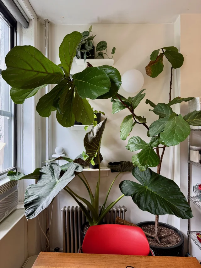 Plant Apex