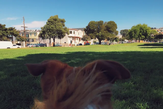 Charlie and Friends