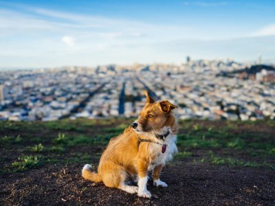 Charlie Browner | Bernal hill