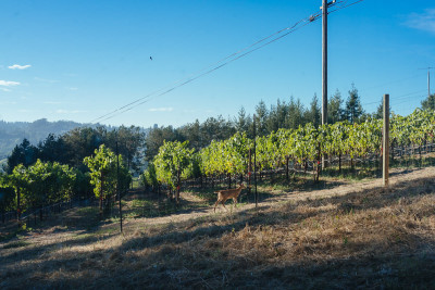 Sonoma County