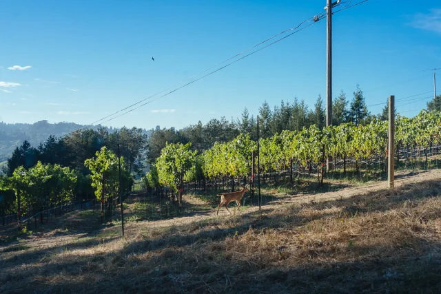 Sonoma County