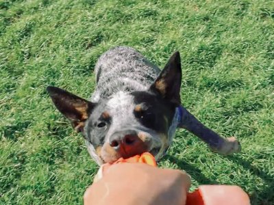 Eleanor Blue | The Carousel