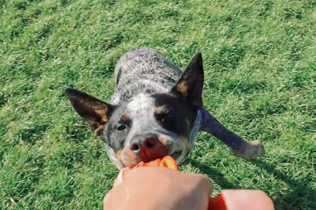 Eleanor Blue | The Carousel